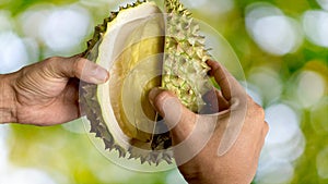 Close up Asian women hand holding durian fruit. Ripe durian. Tasty durian that has been, durian is the king of fruits. Is a famous