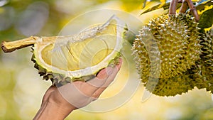 Close up Asian women hand holding durian fruit. Ripe durian. Tasty durian that has been, durian is the king of fruits. Is a famous