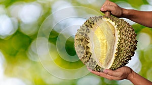 Close up Asian women hand holding durian fruit. Ripe durian. Tasty durian that has been, durian is the king of fruits. Is a famous