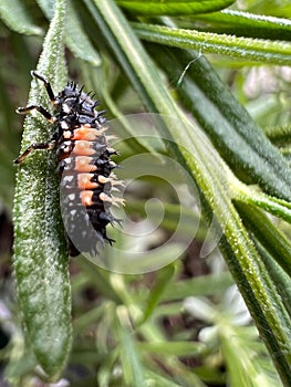 Close-up of an asiatic ladybird larvae on a leaf