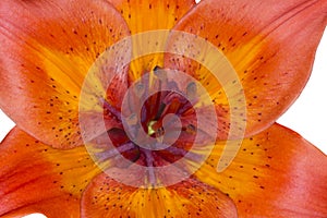 Close up of asiatic lilium flower