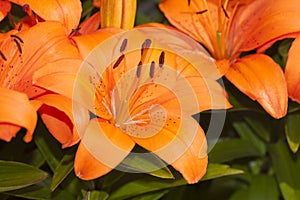 Close up of Asiatic Lily