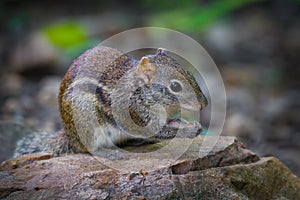 Close up of Asiatic striped squirrel