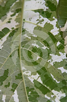 Close up of Aspara Leaves