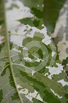 Close up of Aspara Leaves