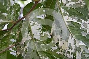 Close up of Aspara Leaves