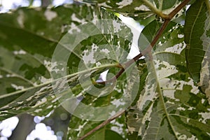 Close up of Aspara Leaves