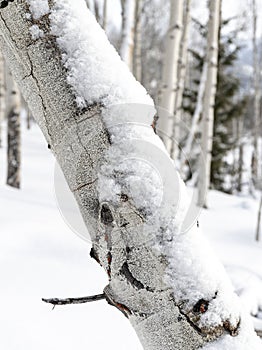 Close up of an Aspen tree in winter with snow on