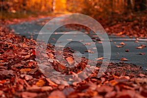 Close-up asphalt curvy road with fallen leaves in autumn forest. Zero angle. Autumnal background