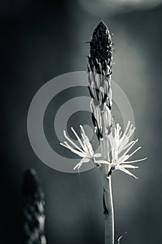 Close up of asphodels flowers in forest in black and white with blurry background