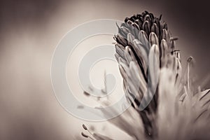 Close up of asphodels flowers in forest in black and white with blurry background