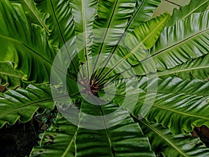 Close-up of Asplenium nidus leaves in natural light. photo