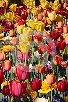 Close up of assorted tulips and grape hyacinths