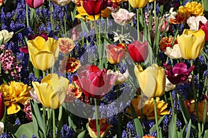 Close up of assorted tulips and grape hyacinths