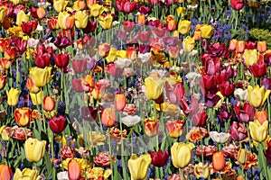 Close up of assorted tulips and grape hyacinths