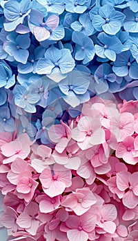 Close up of assorted vibrant blue and pink flowers in sharp focus for stunning visuals