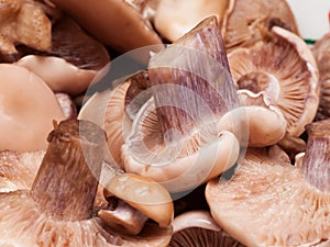 Close up of an assortment of mushrooms