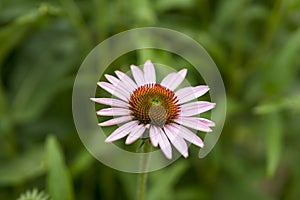 close up of Asteraceae