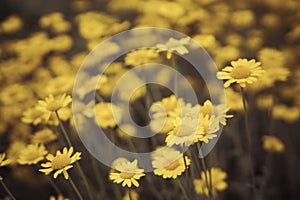 close up of Asteraceae Compositae