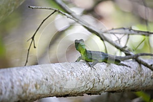Close-up of an astern water lizard (Physignathus cocincinus) perched on a branch of a