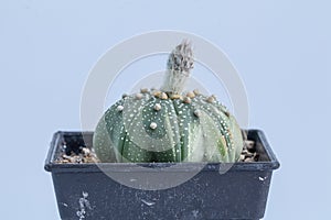 Close up Astrophytum asterias cactus on black pot isolate on white background .Common names include sand dollar cactus, sea urchin