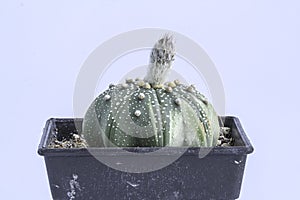 Close up Astrophytum asterias cactus on black pot isolate on white background .Common names include sand dollar cactus, sea urchin