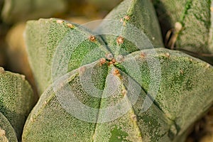 Close up of Astrophytum myriostigma cactus. Natural background