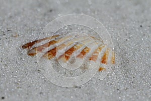 Close-up of an Atlantic Giant Cockle shell found buried in sand