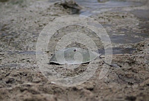 Atlantic horseshoe crab, Limulus polyphemus