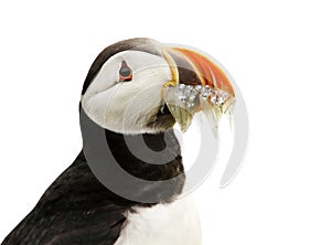 Close up of Atlantic Puffin with the beak full of sand eels on white background