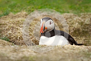 Close up of an Atlantic puffin in a burrow