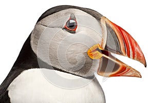 Close-up of Atlantic Puffin or Common Puffin, Fratercula arctica photo