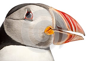 Close-up of Atlantic Puffin or Common Puffin