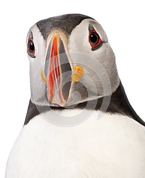 Close-up of Atlantic Puffin or Common Puffin