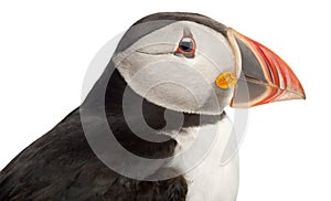 Close-up of Atlantic Puffin or Common Puffin photo