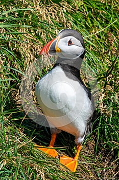 Close up of an Atlantic puffin on Dyrholaey cliff Iceland