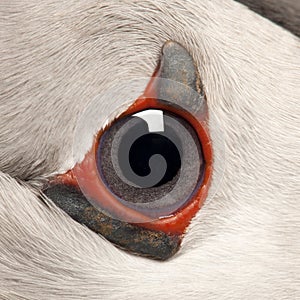 Close-up of Atlantic Puffin eye or Common Puffin