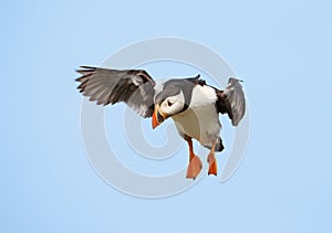 Close-up of Atlantic puffin in flight