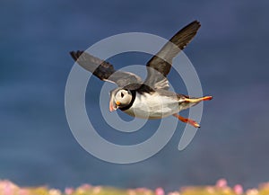 Close up of Atlantic puffin in flight