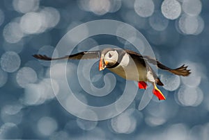 Close up of Atlantic puffin in flight