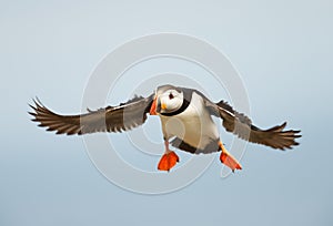 Close up of Atlantic puffin in flight
