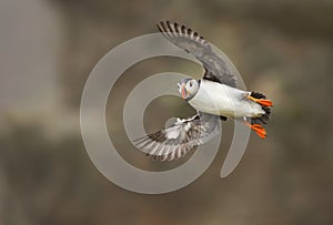 Close-up of Atlantic puffin in flight
