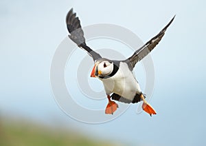 Close up of Atlantic puffin in flight