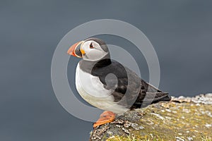 A close up of an Atlantic puffin (Fratercula arctica)