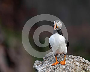 Close up of Atlantic Puffin Fratercula arctica Wildlife animal