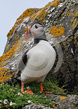 Close up of Atlantic Puffin Fratercula arctica Wildlife animal