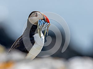 Close-up of an Atlantic puffin holding fish in its beak