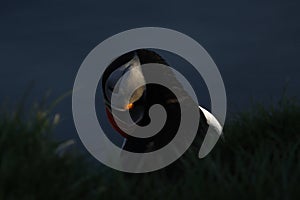 Close-up of an Atlantic Puffin with last rays of sun on its face