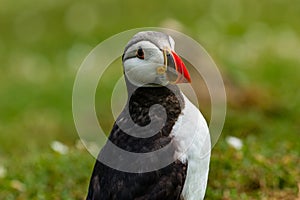 Close-up of an Atlantic Puffin in long grass