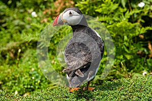 Close-up of an Atlantic Puffin in long grass